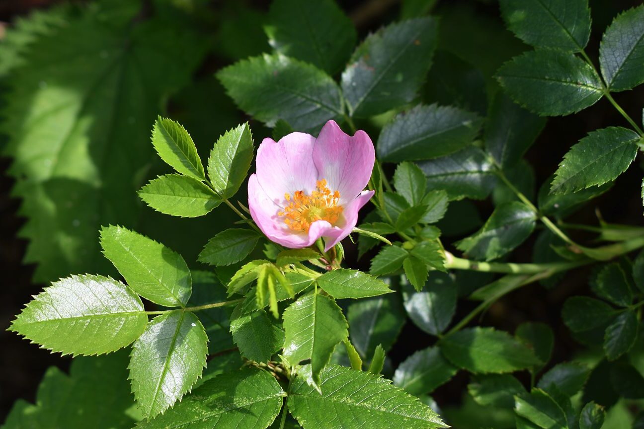 Nahaufnahme einer Hundsrose. Im Zentrum sieht man eine rosa-gelbe Blüte, Außenrum grüne Blätter und Gäste der Pflanze.