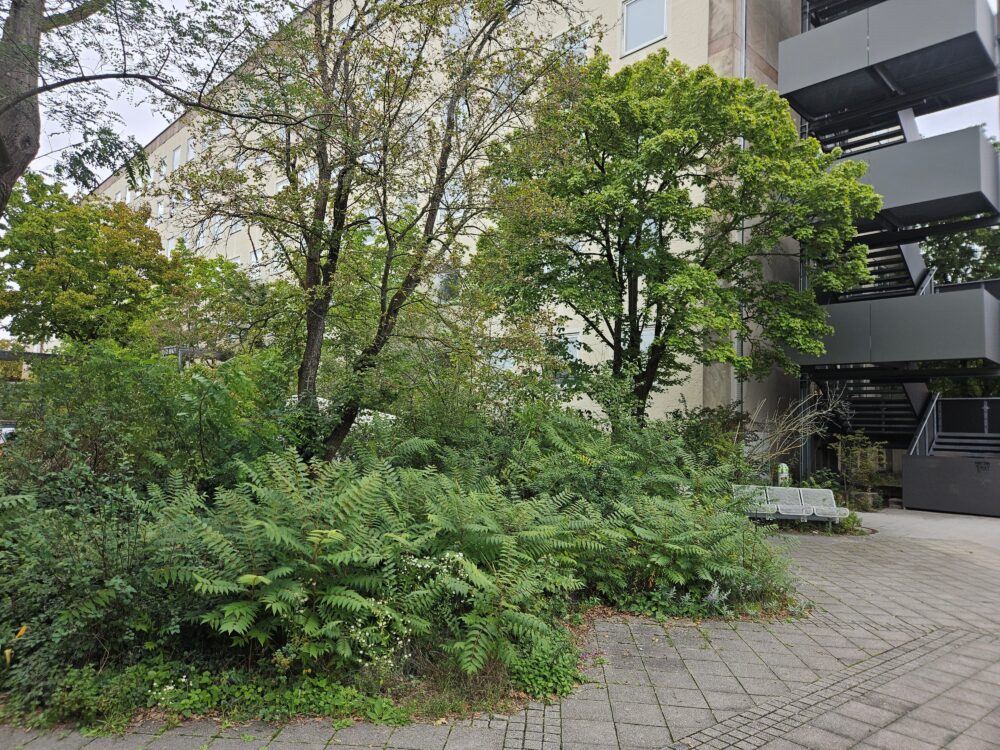 Foto eines Grünbereichs vor einem großen Gebäude (Unigelände). Zu sehen sind Bäume, Büsche und Farne.