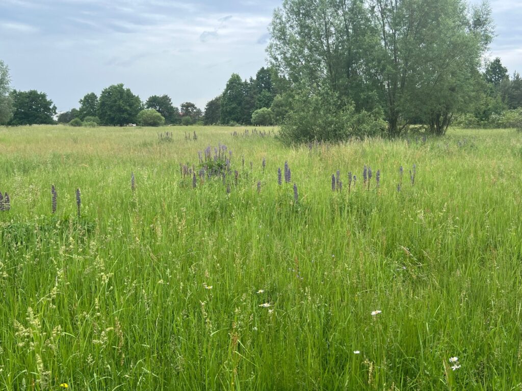 Wiese mit hohen Gräsern und vereinzelt blauen Lupinen und weißen Mageriten. Im Hintergrund befindet sich einige Bäume.